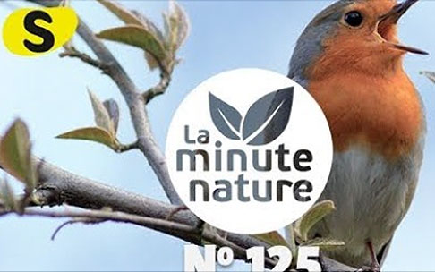 Chants d&rsquo;oiseaux