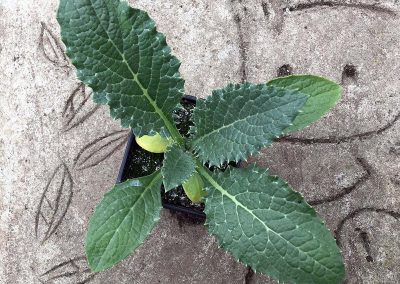 Artichaut «Impérial Star»