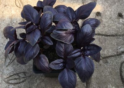 Basilic Rouge osmin