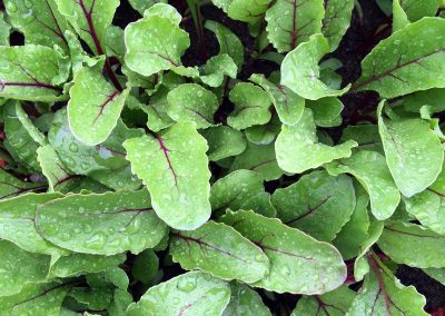 Betterave-«Noire-plate-d’Egypte»