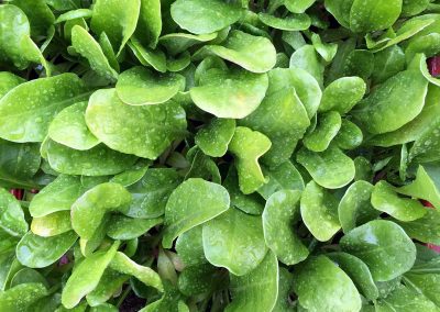 Blettes vertes à cardes blanches Race Ampuis