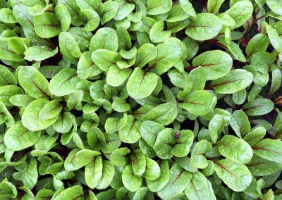 Blettes vertes à cardes rouges Charlotte