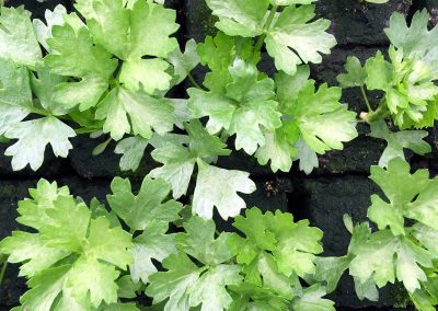 Céleri rave «mars»