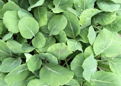 Chou cabus blanc «De Brunswick»