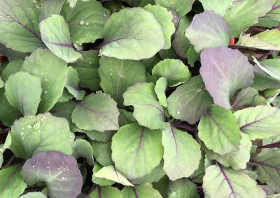 Chou cabus rouge «Rodynda»