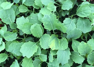 Chou de milan «Gros des Vertus»