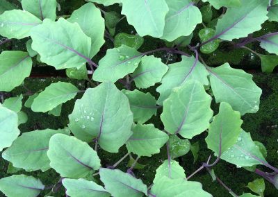 Chou rave «Azur Star»