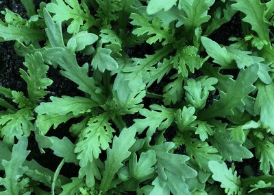 Chrysanthème Shungiku