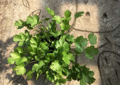 Coriandre à petites graines