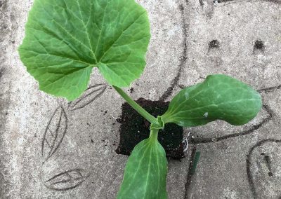 Courgette Verte des maraichers