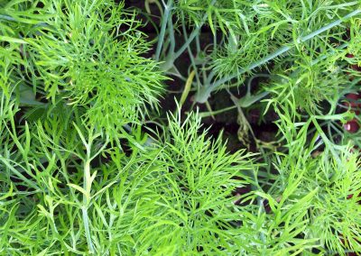 Fenouil bulbe «Romanesco»