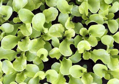 Feuille de chêne verte « kisheri»