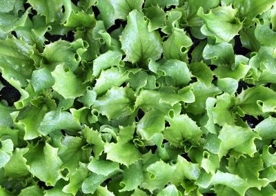 Laitue Batavia Blonde «Impression»