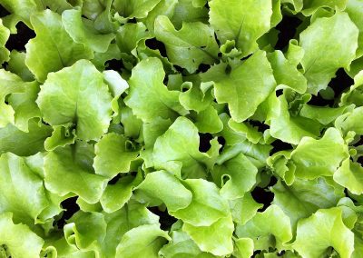 Laitue Batavia Dorée de Printemps