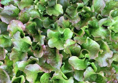 Laitue Batavia «Rouge Grenobloise»