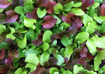 Laitue à couper en mélange