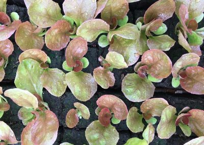 Laitue pommée rouge, «Merveille des quatre Saison»