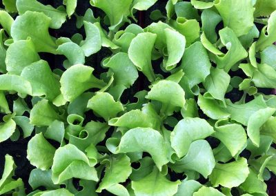 Laitue pommée verte «Tombelo»