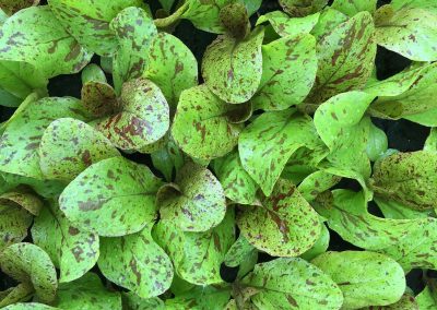 Laitue romaine «Forellenschluss»