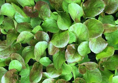 Laitue rougette «Catelaine»