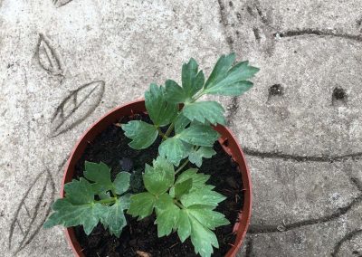 Livèche, Ache des montagnes, Céleri perpétuel