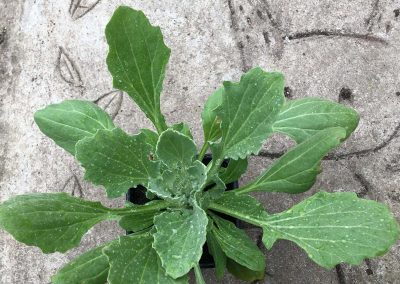 Marguerite Africaine