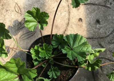 Mauve verticillée, de couleur blanche