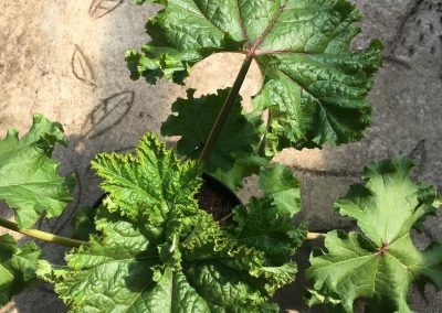 Mauve sylvestre, de couleur mauve