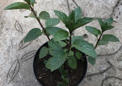 Menthe « Mitcham »