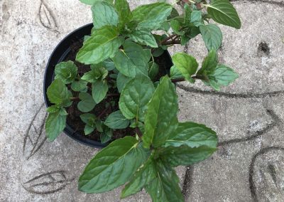 Menthe «poivrée»