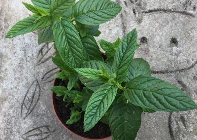 Menthe « verte »