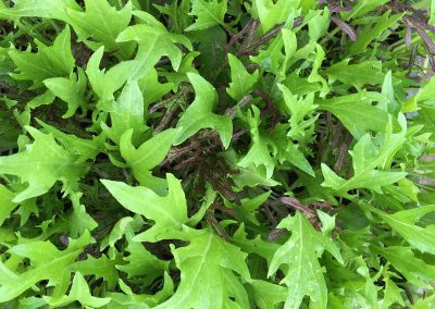 Mizuma Vert et Rouge