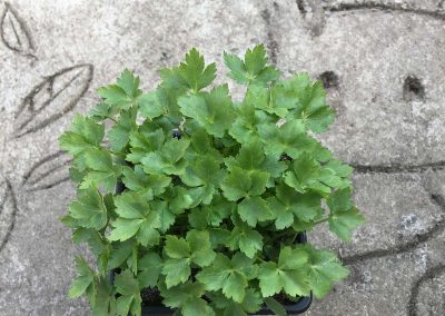Persil Japonais ou « Mitsuba »
