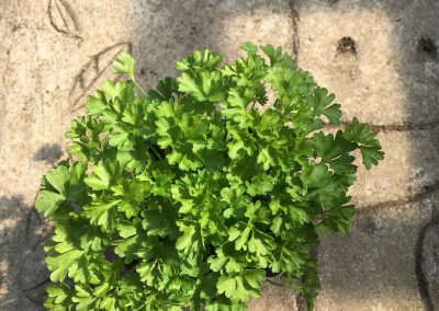 Persil frisé Grüne Perle