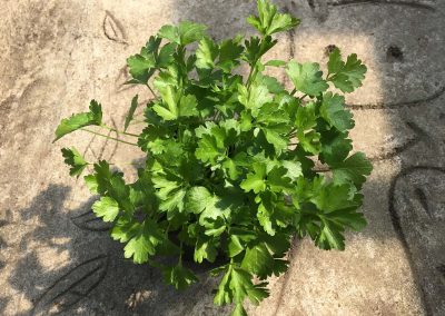 Persil plat Géant d’Italie