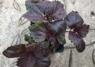 Périlla frutescen ou «Shiso»