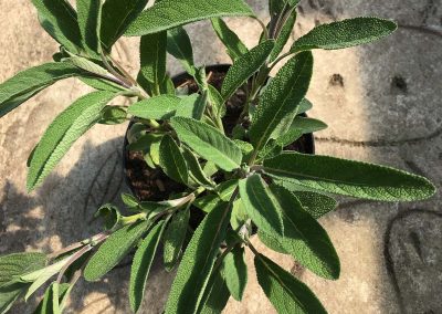 Sauge officinale