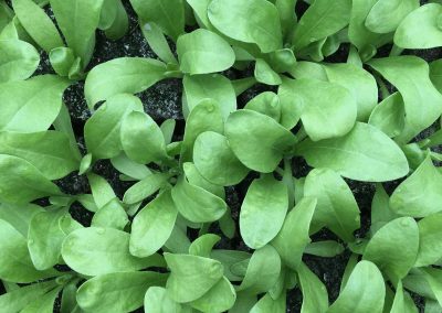Soucis des jardins ou Calendula