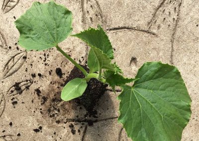 Concombre le généreux