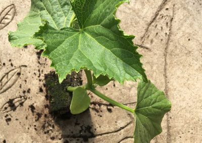 Concombre Marketmore