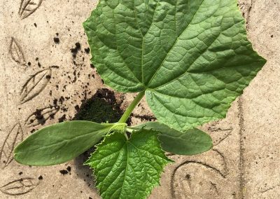 Concombre  Rollinson&rsquo;s télégraph