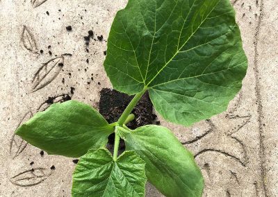 Courge Marina Di Chioggia