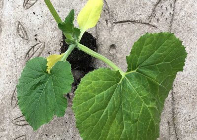 Courgette Blanche d&rsquo;Egypte