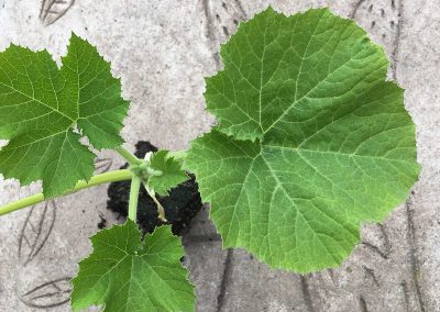 Courgette Ronde de Nice