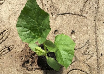 Melon Charentais Précoce du Roc