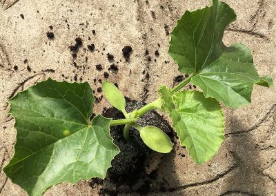 Melon Petit gris de Rennes