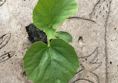 Melon vert olive espagnol d&rsquo;hiver