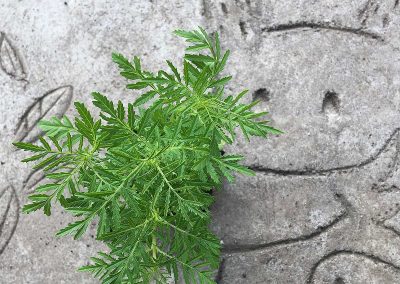Tagete Patula / Oeillet d&rsquo;Inde Légion d&rsquo;honneur