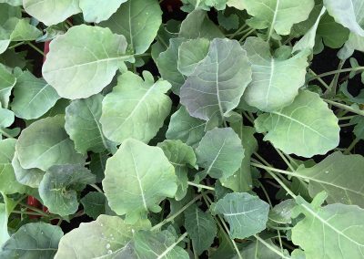 Chou brocoli «Calabrais hâtif»