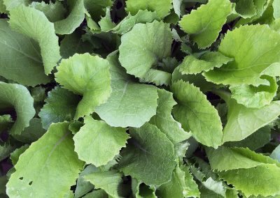 Chou de Chine «Pe Tsaï»